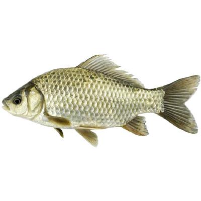 中科五号冷水淡水鱼鲫鱼苗批发