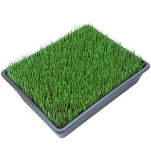 草坪草籽四季常青护坡固土狗牙根庭院地毯草马尼拉绿化黑麦草种子