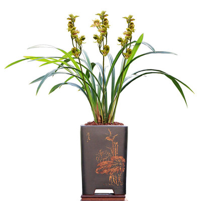 喜花里兰花墨兰报岁大屯麒麟带花