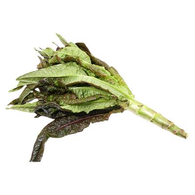 密云农家每日现采紫叶莴笋