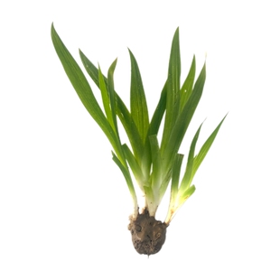 蓝花鸢尾马蔺马兰花苗庭院别墅蝴蝶花园地被植物绿化造景花卉耐寒