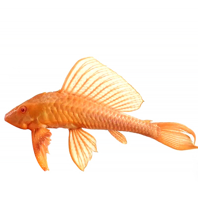 女王清道夫鱼黄金红眼大帆