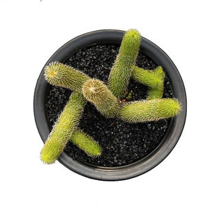 花田舍 毛茸角多肉植物 创意开花稀缺冷门萝藦科小盆栽毛绒角多头