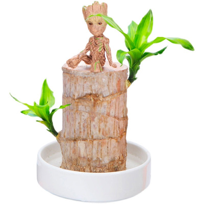 格鲁特水培巴西木桌面室内好养