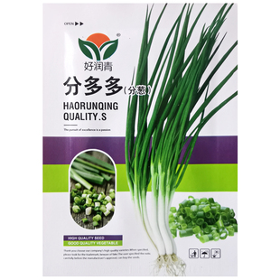 分多多分葱种子四季小香葱阳台盆栽菜园农家高产小葱蔬菜种籽孑