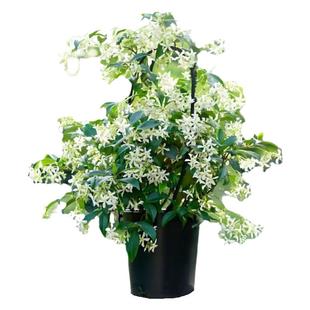 风车茉莉爬藤植物盆栽络石四季老桩大苗耐热爬墙粉色开花花卉绿植