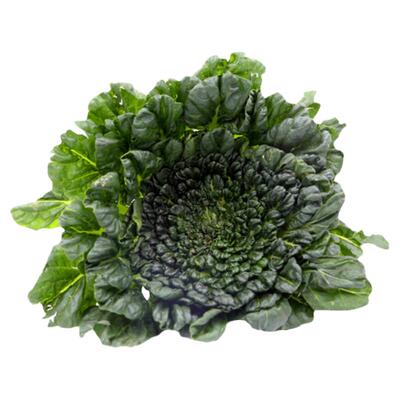 蔬菜耐寒黄心秋冬乌塌菜