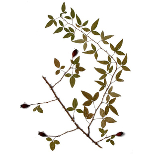 金樱子树苗常绿大苗泡酒野果果苗金婴子花刺梨果树大别山金英子苗