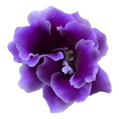 大岩桐草本花卉窗台客厅好养开花