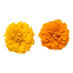 秋播菊花种子金盏菊花籽大花好养花卉种子室外多年生花种