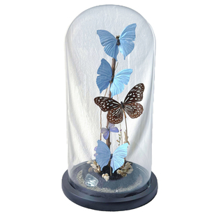 山意SHALL大蓝闪蝶平替变色玻璃罩蝴蝶标本原创手作生日礼物装饰
