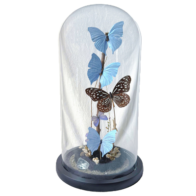 山意蝴蝶标本玻璃罩人造闪蝶