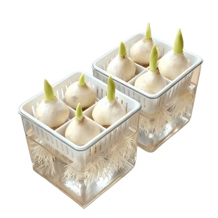 郁金香种球耐寒冬季水培花卉土养绿植室内盆栽苗四季鲜花种好养活