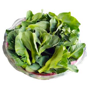 菜苔新鲜菜头苏州青时令蔬菜当季苏北农家自种青菜上海青现摘菜心