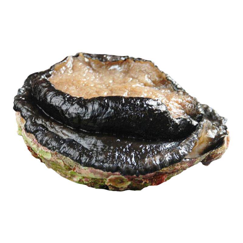 鲜活澳鲍澳洲鲍鱼大鲍鱼