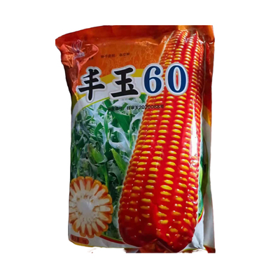 丰玉60包谷硬粒型玉米大田播种