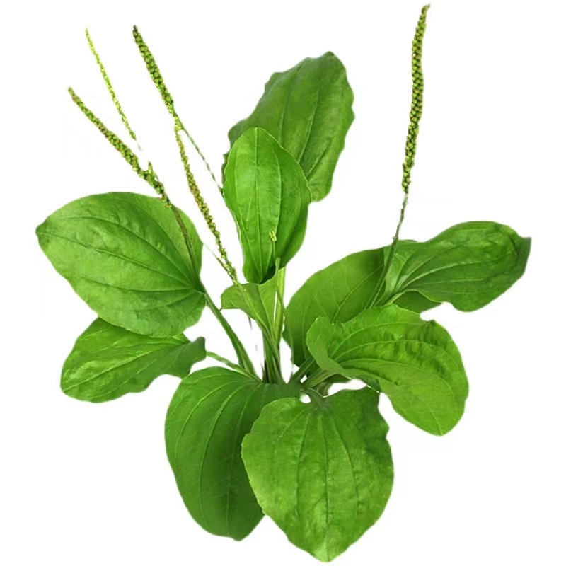 秦岭整颗陕西车前草秦小新正宗