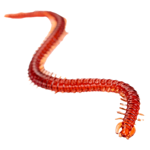 13cm浓腥面条虫沙蚕路亚饵软饵 海钓淡水鱼饵海蚯蚓蜈蚣仿生假饵