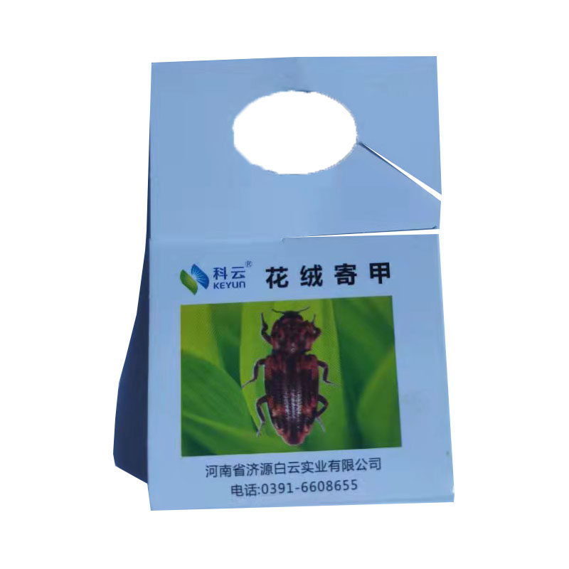 花绒寄甲天牛克星松褐光肩星蛀干