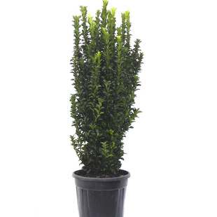 冬青树苗植物篱笆墙庭院围墙法国四季常青耐寒绿篱北海道黄杨围栏