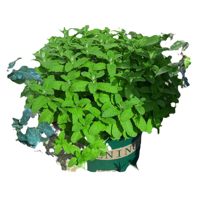 薄荷盆栽驱蚊绿植水培柠檬猫薄荷