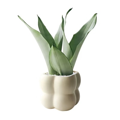 白玉虎皮兰盆栽办公室绿植