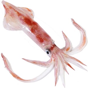 东山岛野生手钓大鱿鱼鲜活水产品刺身品质火箭鱿鱼大管透抽枪乌贼