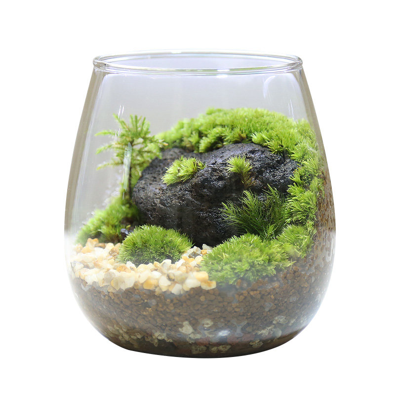 苔藓微景观diy生态瓶创意减压
