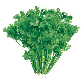 适合南方种的蔬菜种子大全四季生菜香菜菠菜萝卜9月份菜籽九月