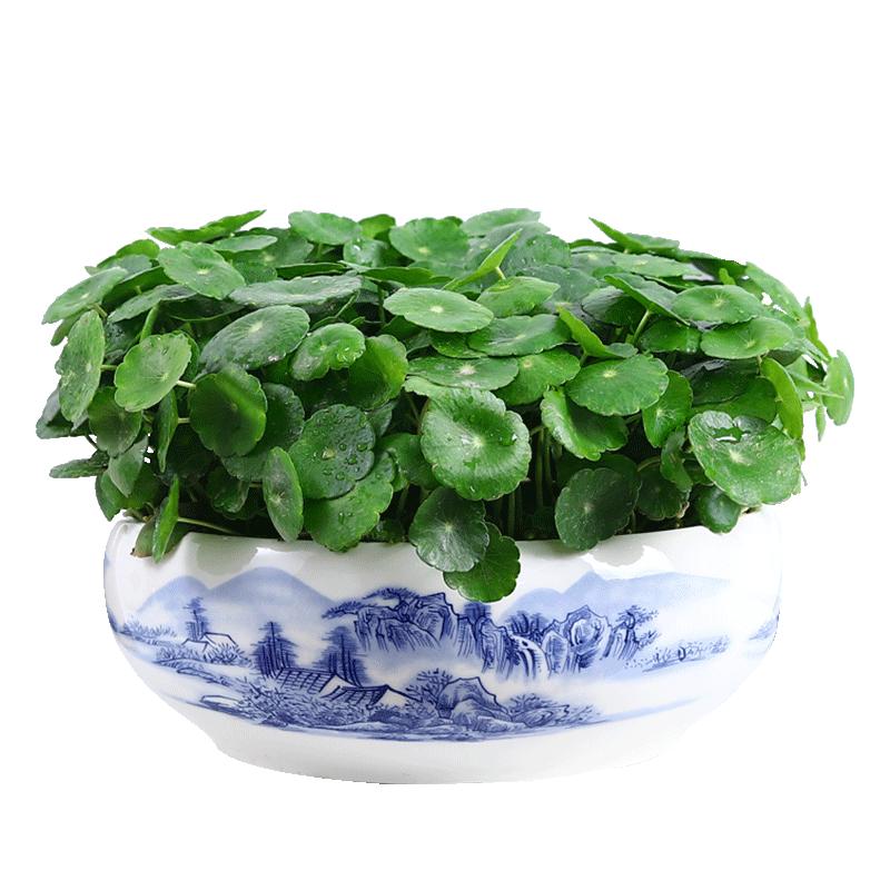 招财水养水生四季带盆大叶金钱草