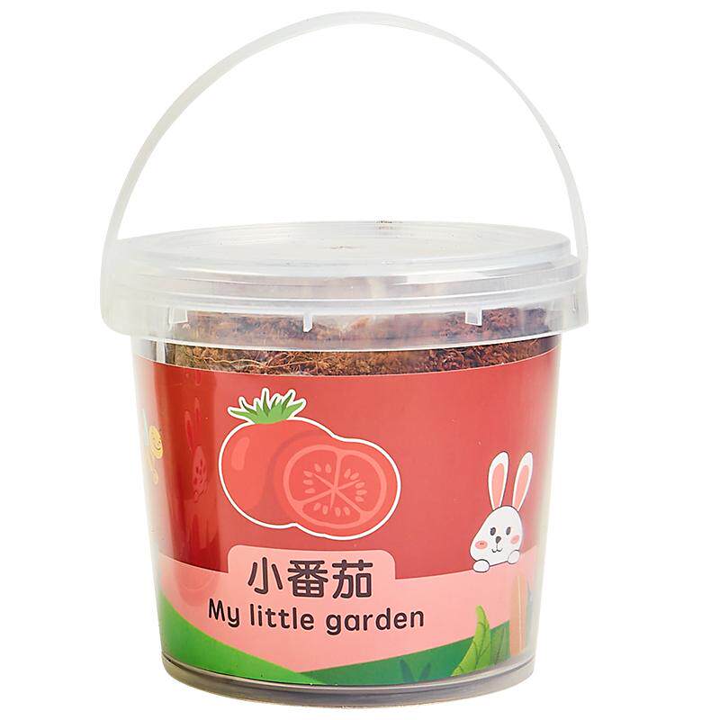 儿童种植小盆栽室内水培植物观察苔藓微景观