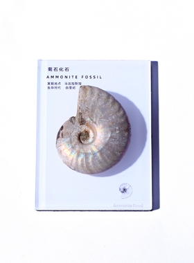 天然古化石头标本冰箱贴摆件礼物