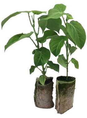 新品种哥伦比亚热情果苗纯甜不酸南方果树苗庭院阳台盆栽地热情果