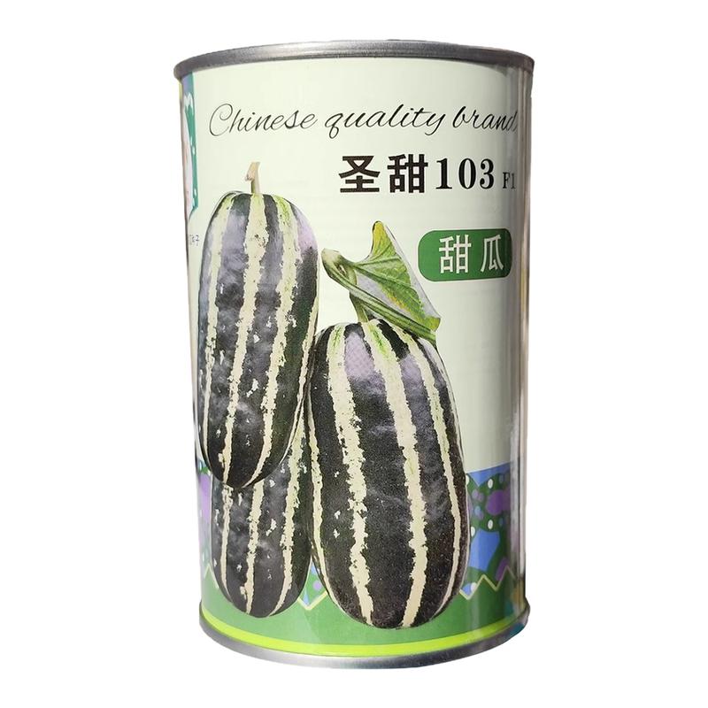 花皮香甜瓜种子家庭盆栽香瓜种子