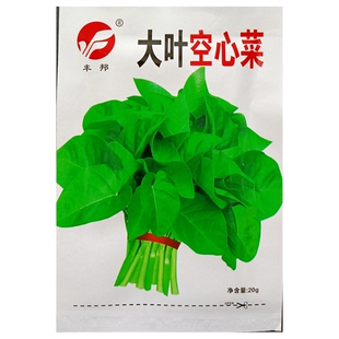 大叶空心菜种子大叶通心菜通菜蕹菜蓊菜藤菜蔬籽20克50克约200粒