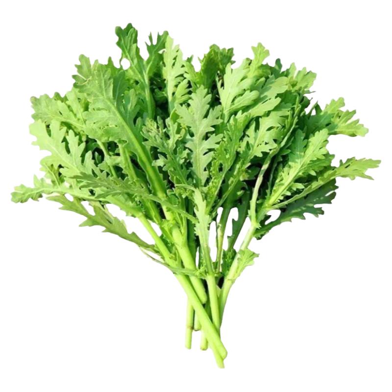 小叶茼蒿种子皇帝菜种籽光杆蒿子秆四季播阳台盆栽庭院蔬菜种子