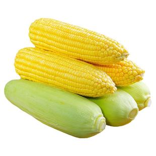 广西新鲜现摘黄金水果玉米脆甜嫩甜玉米棒子带皮包谷蔬菜