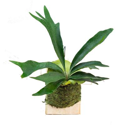 水培苔藓球造型小绿植盆栽发财树小盘菩提钻石翡翠南天竹客厅植物