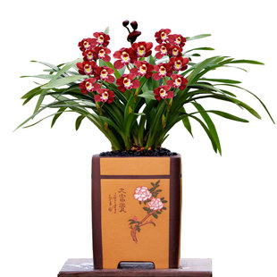 大花蕙兰红宝石粉红樱花香香兰多色浓香带花好易养室内花卉盆栽