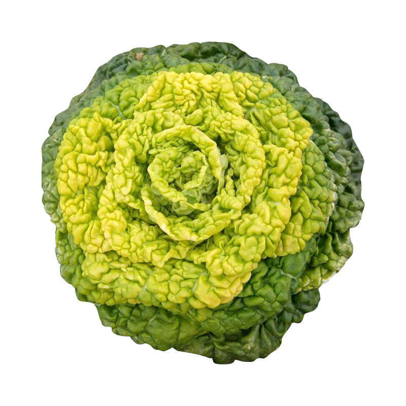 黄心乌塌菜种籽卷心菊小白菜蔬菜乌塔种孑子春季阳台盆栽四季播冬
