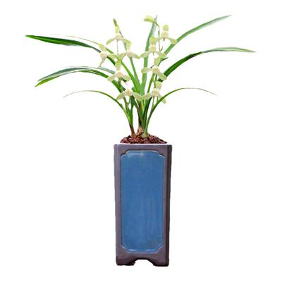 喜花里兰花苗开花浓香新手好养