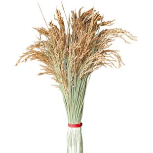 真稻穗真花水稻花束干花装饰摆件带杆稻谷金穗丰收挂饰展厅花盆