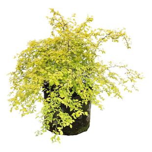 海蒂的花园 绣线菊黄金喷泉花灌木庭院观花观叶花卉植物盆栽花苗