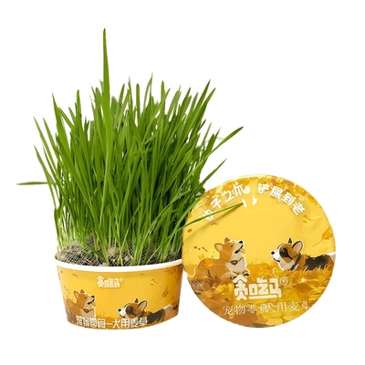 宠物狗狗专用狗草排毛球化毛草