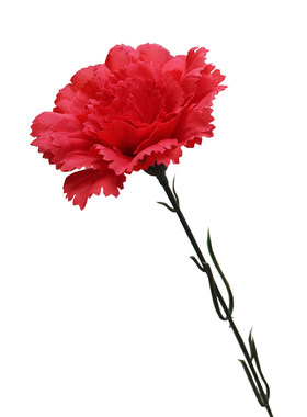 绢花便宜康乃馨母亲节花教师节花