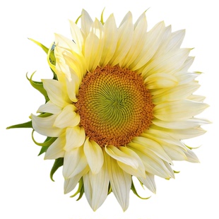 坂田文森特精选2号向日葵种子白月光切花观赏向日葵种籽四季易种