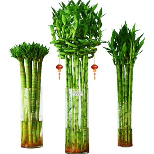 水养富贵竹转运竹弯竹龙竹水竹开运竹子带根室内绿植水培植物花卉