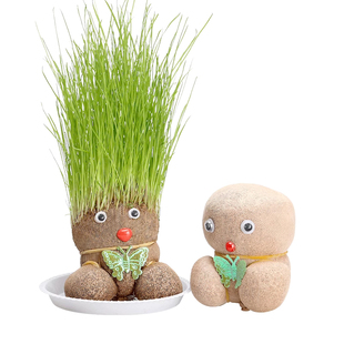 草头娃娃头上长草创意小盆栽儿童幼儿园好养观察植物生长网红花卉