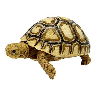 有货 扭蛋 万代 生物大图鉴 龟6 仿真拼装可动 乌龟鳄龟陆龟幼龟