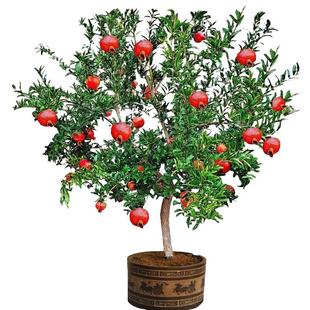 特大石榴树树苗新品种突尼斯软籽无籽石榴苗盆栽地栽庭院种植果树